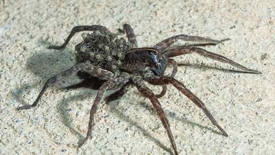 a wolf spider with its young