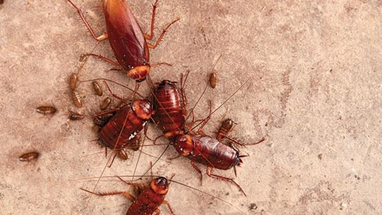 cockroaches in home