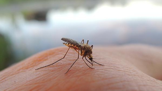 a mosquito landing on a hand