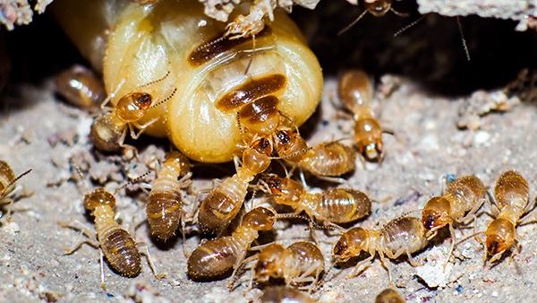 termites crawling outside home