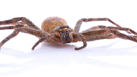 brown recluse spider