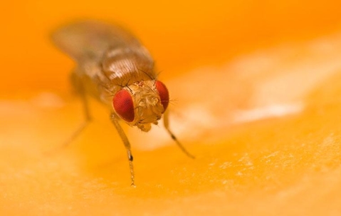 fruit fly on an orange