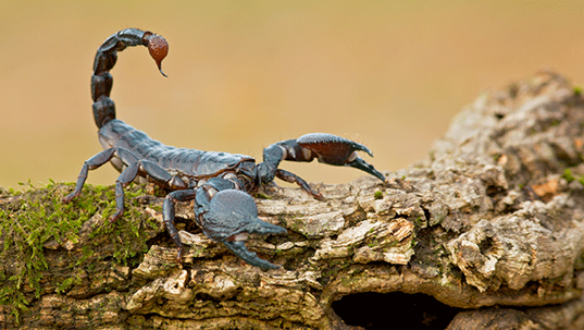 scorpion on a log