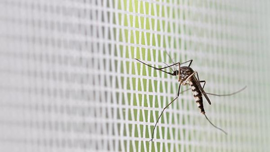 mosquito on screen