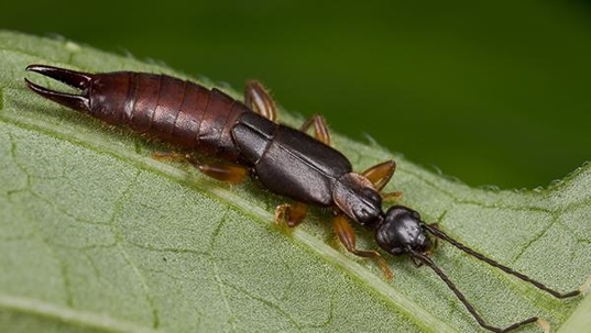 earwig on leaf