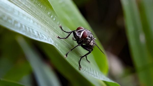 blowfly on grass