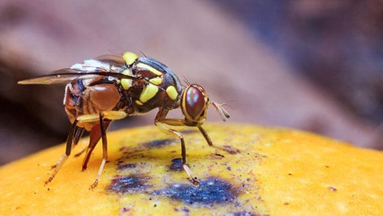 fly on fruit