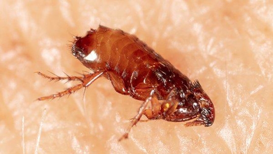 flea crawling on skin