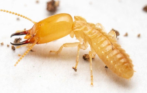 termite in home
