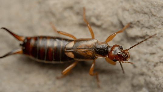 earwig