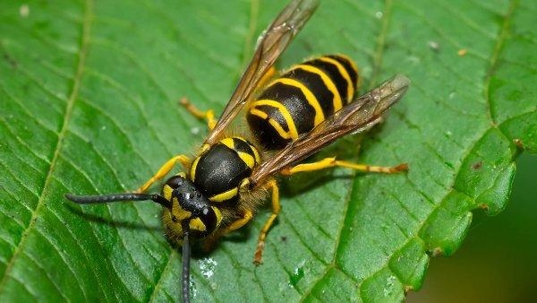 a yellow jacket on a leaf in a fort worth home garden