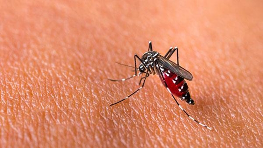 a mosquito biting human skin