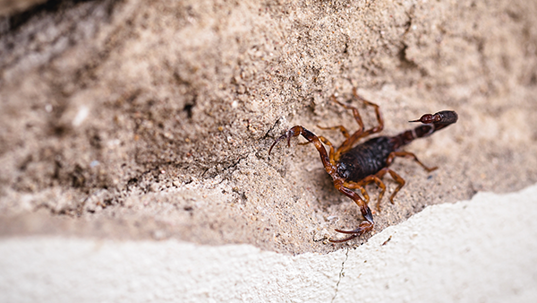 a scorpion crawling on a rock