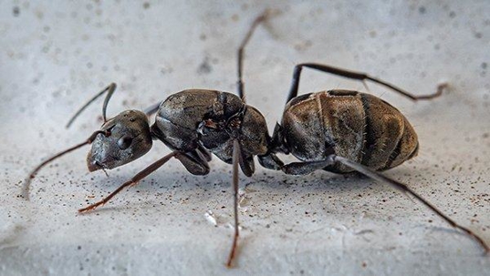 a carpenter ant crawling in a basement