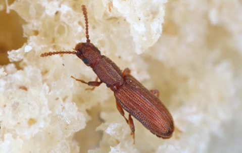 grain beetle on food