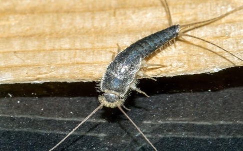 a close up of a silverfish