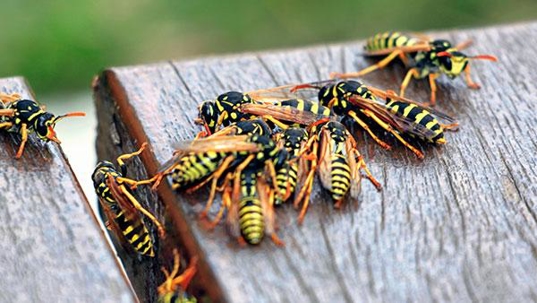 yellow jackets on deck