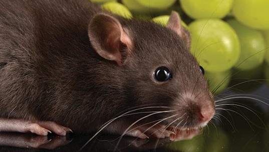 rodents with grapes