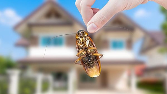 close up of cockroach