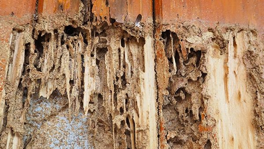 extreme termite damage
