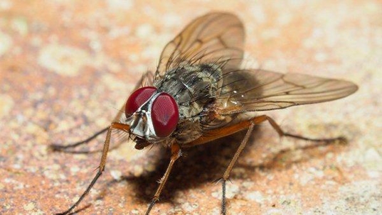 a house fly crawling on a kitchen counter