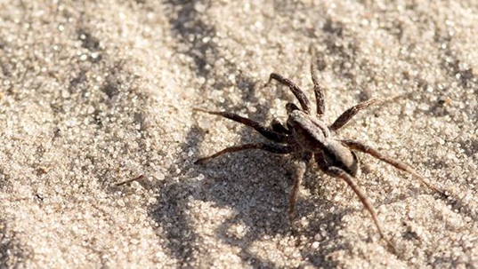 wolf spider on sand
