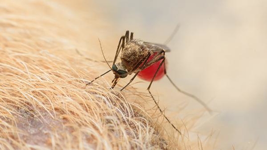 mosquito on pet hair