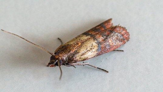 an indian meal moth crawling in a pantry