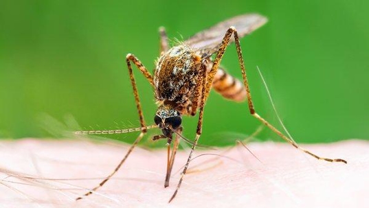 a mosquito biting human skin and spreading disease