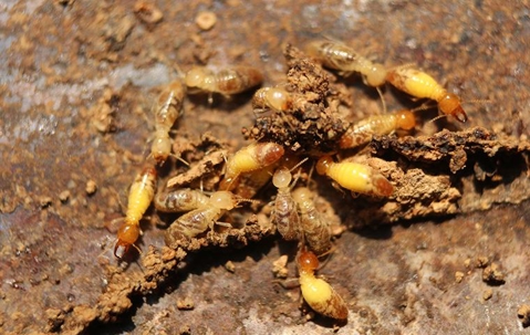 termites crawling on damaged wood