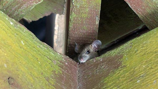 roof rat in the rafters