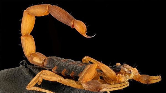 orange scorpion in the dark