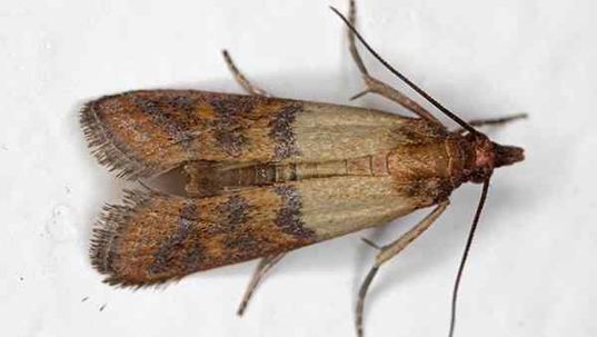 indian meal moths in a pantry