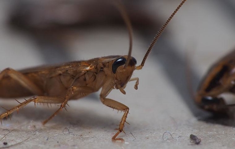 german cockroach up close