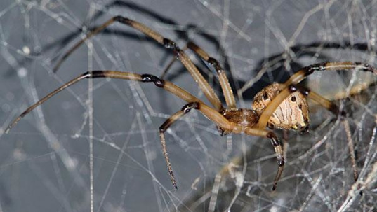 spider pest control houston