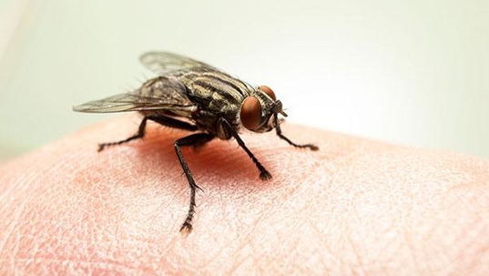 fly on a human finger