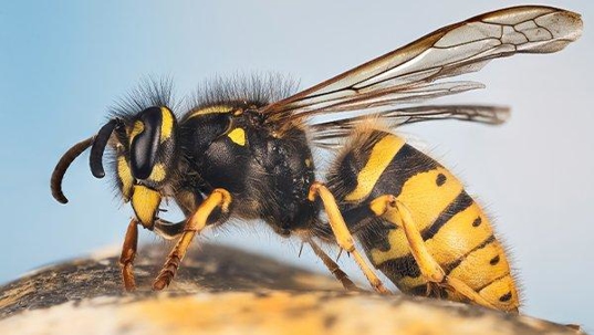 a wasp on a piece of fruit