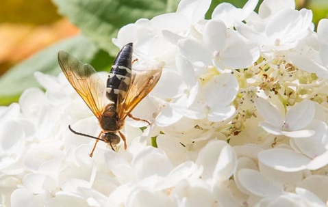 cicada killer on white flowers