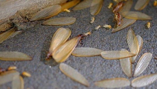termites and swarmers on the ground