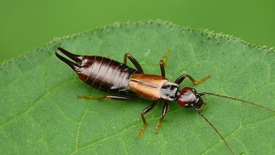 earwig on a leaf