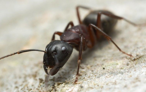 Carpenter ant crawling across a pile of sawdust