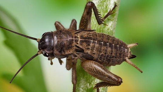 a cricket crawling on grass