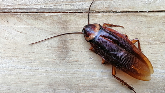 up close image of a smokey brown cockroach crawling on a wooden floor