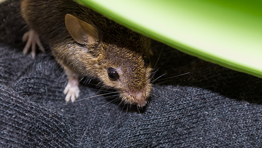 a mouse hiding inside a home