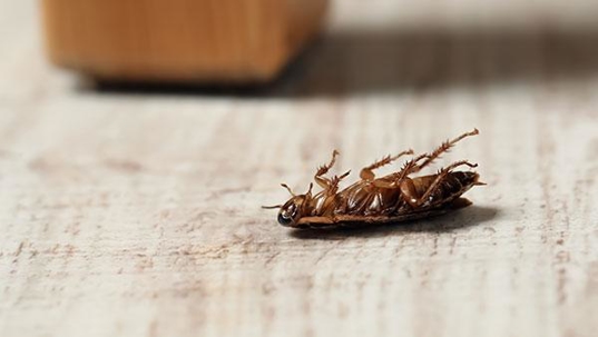a cockroach in a home