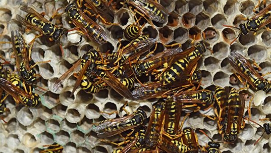 hornet nest on property