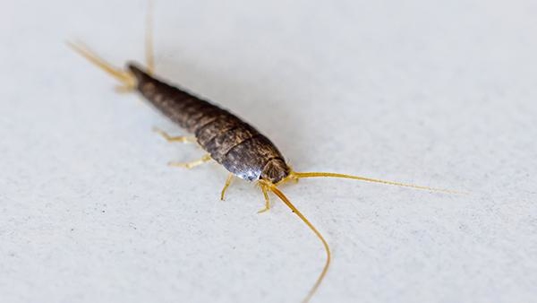 close up of silverfish