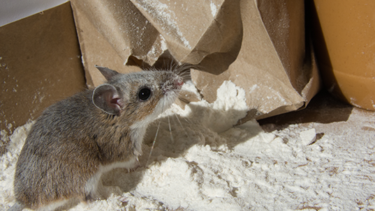 a  mouse in a kitchen pantry