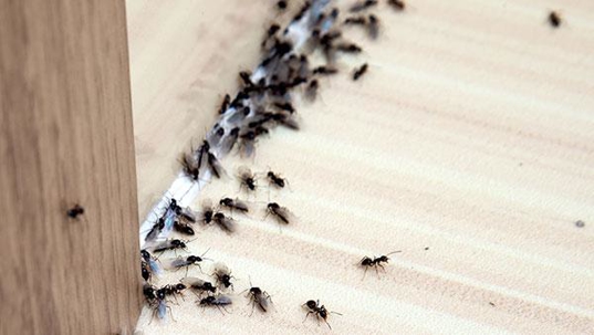 winged ants around doorframe