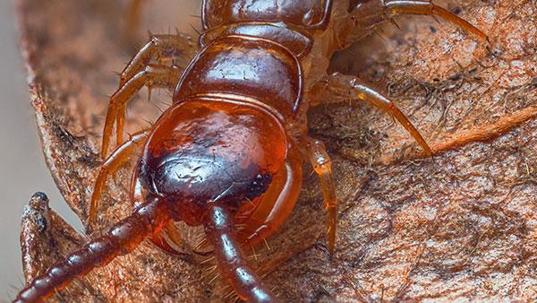 centipede on leaf
